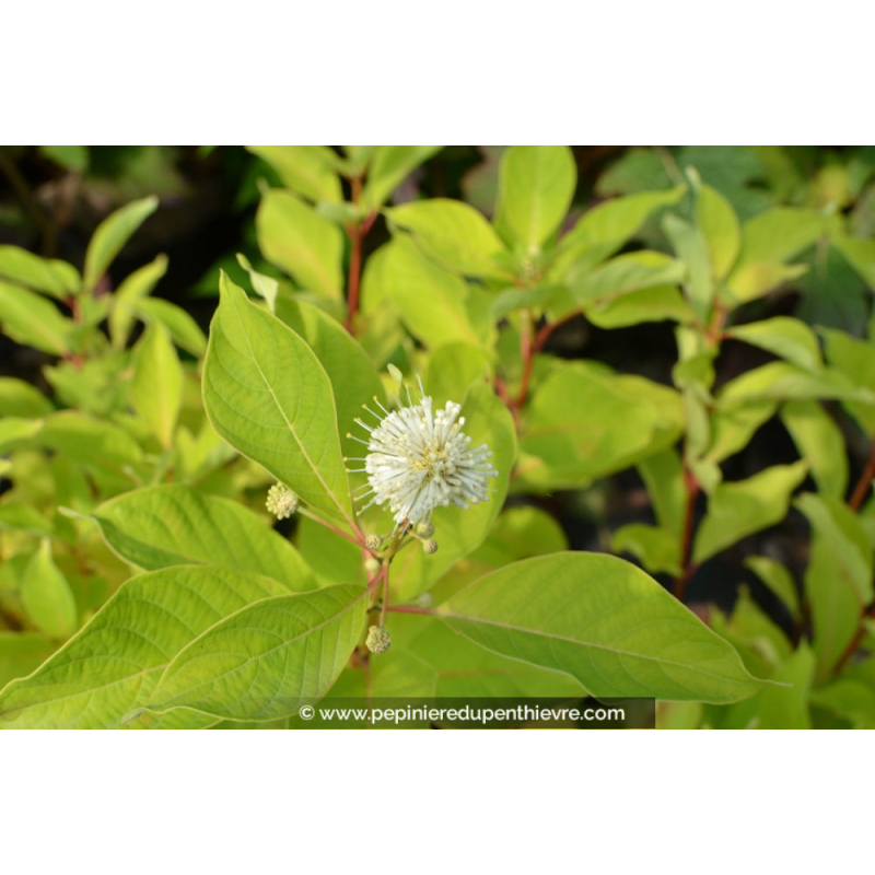 CEPHALANTHUS occidentalis