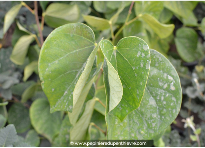 CERCIS chinensis 'Avondale' - Printemps