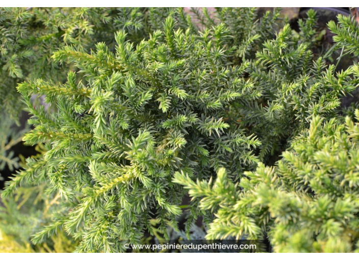 CRYPTOMERIA japonica 'Bandaï' CRYPTOMERIA japonica 'Bandaï'