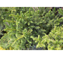 CRYPTOMERIA japonica 'Bandaï' CRYPTOMERIA japonica 'Bandaï'
