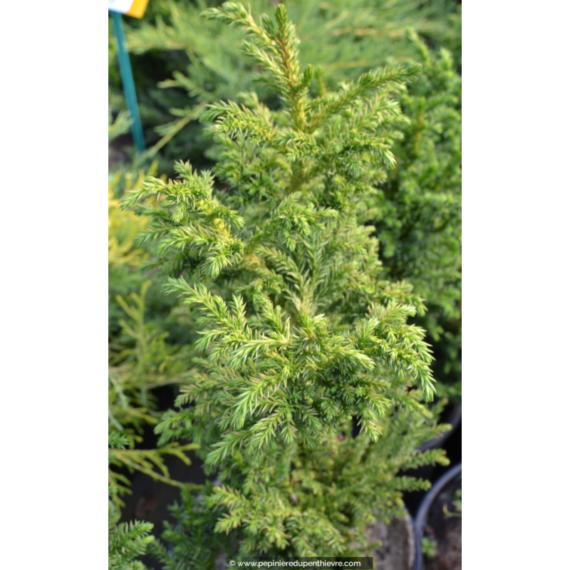 CRYPTOMERIA japonica 'Bandaï'