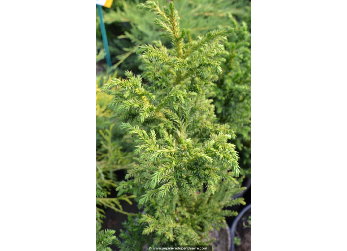 CRYPTOMERIA japonica 'Bandaï'