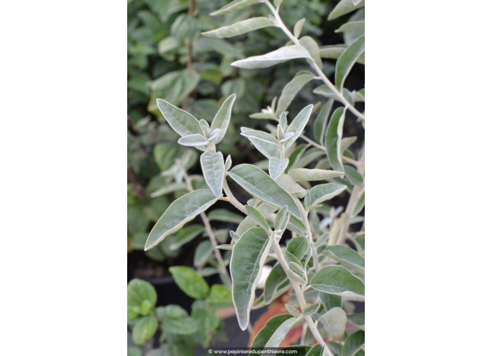 ELAEAGNUS angustifolia