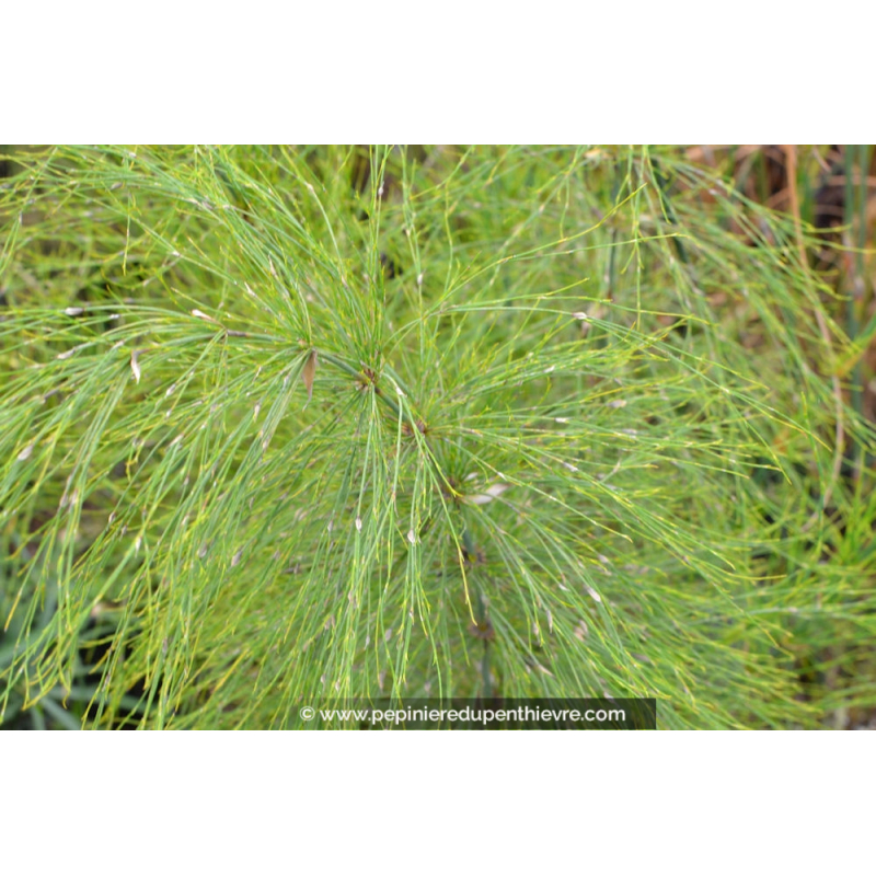 ELEGIA capensis