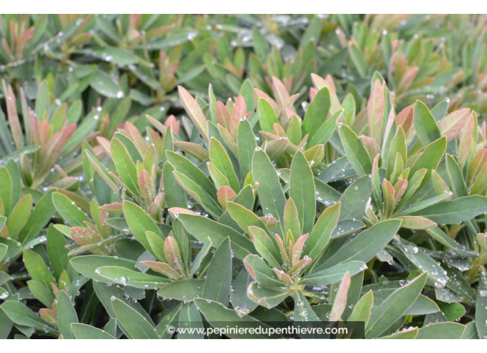 EUPHORBIA x martinii EUPHORBIA x martinii