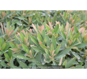 EUPHORBIA x martinii EUPHORBIA x martinii