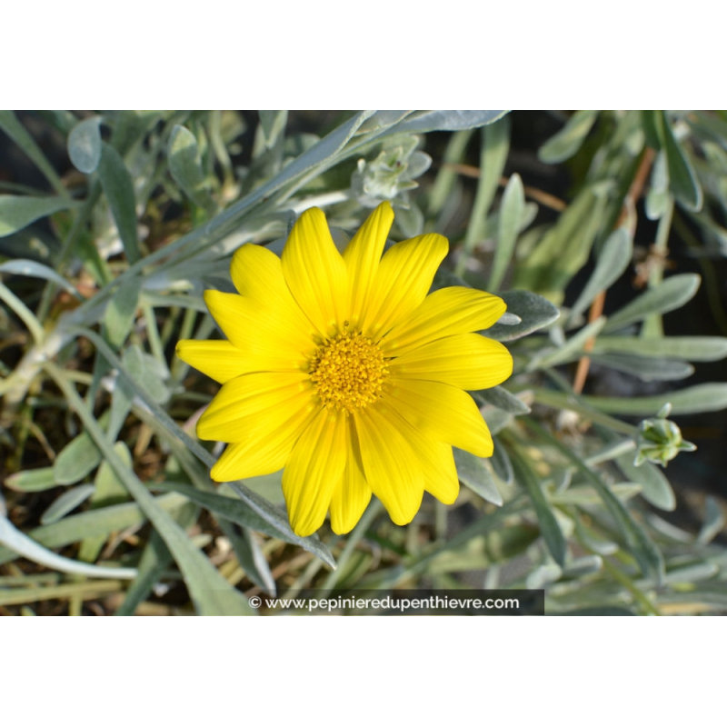 GAZANIA rigens
