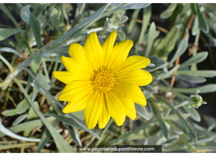 GAZANIA rigens