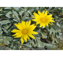 GAZANIA rigens