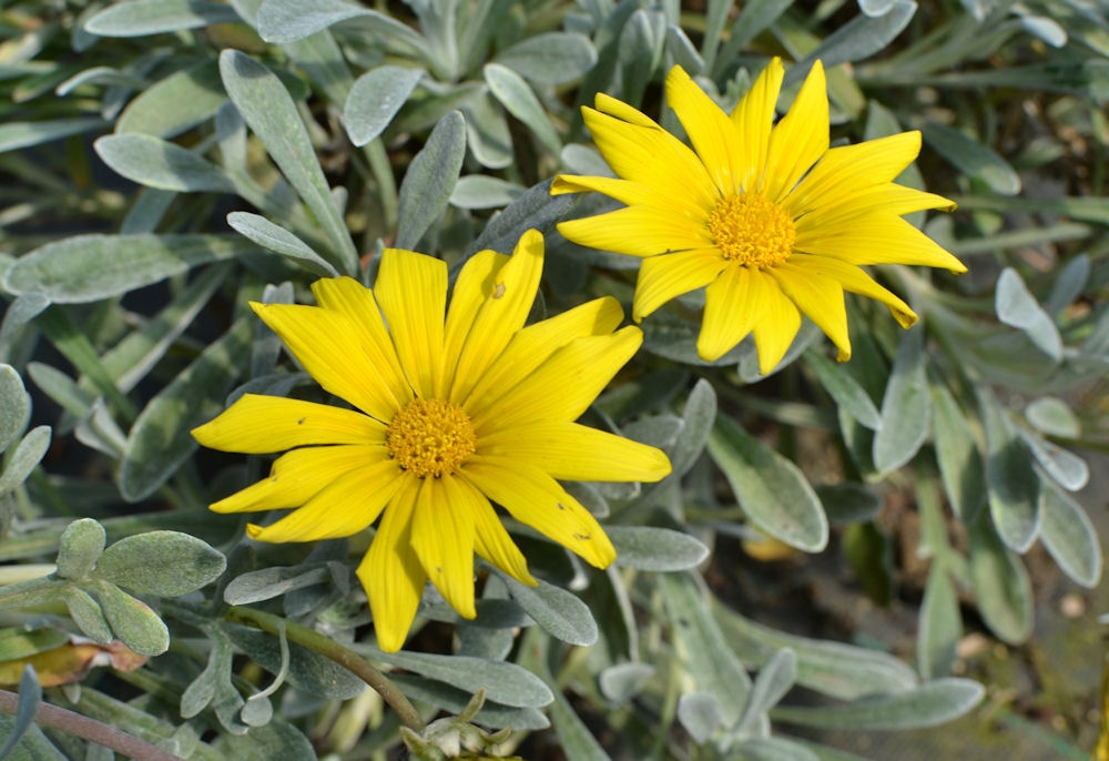 Gazania Rigens : Rotary Botanical Gardens - Hort Blog: Gazanias & The HLS Ends! - Jump to navigation jump to search.