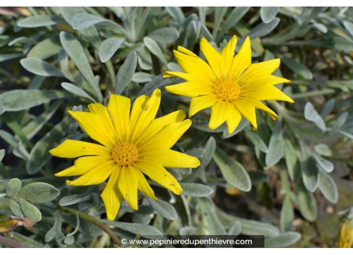 GAZANIA rigens