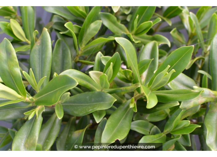 HEBE franciscana 'Blue Gem'