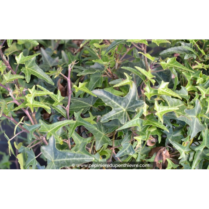HEDERA helix 'Sagittifolia'