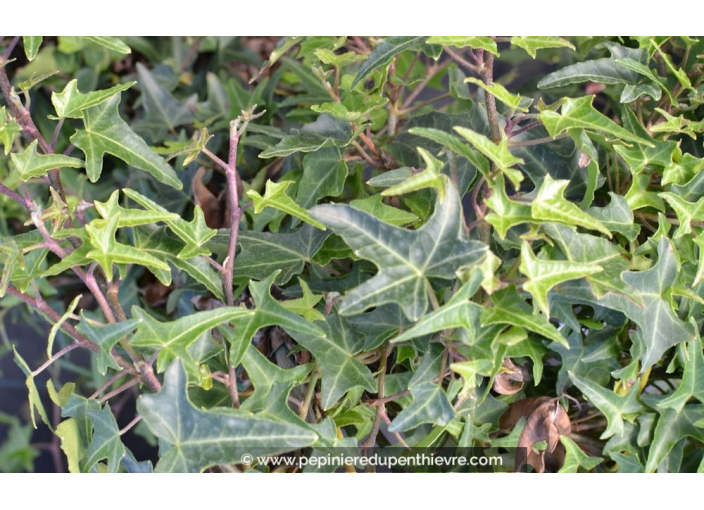 HEDERA helix 'Sagittifolia'