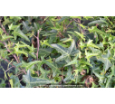 HEDERA helix 'Sagittifolia'