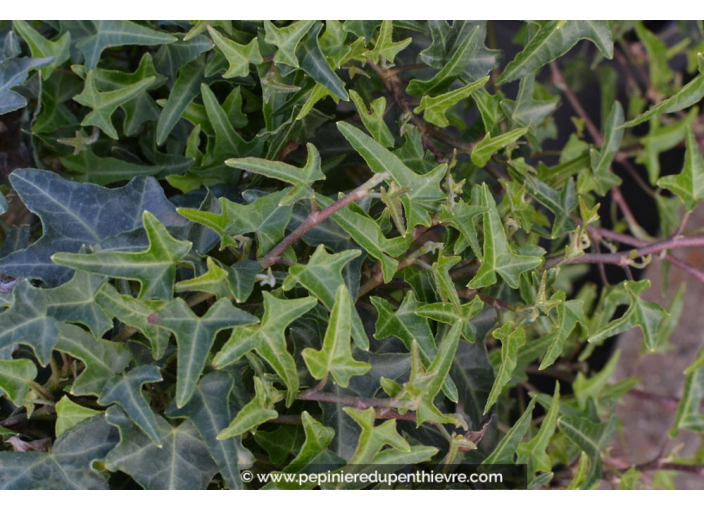 HEDERA helix 'Sagittifolia'