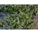 HEDERA helix 'Sagittifolia'