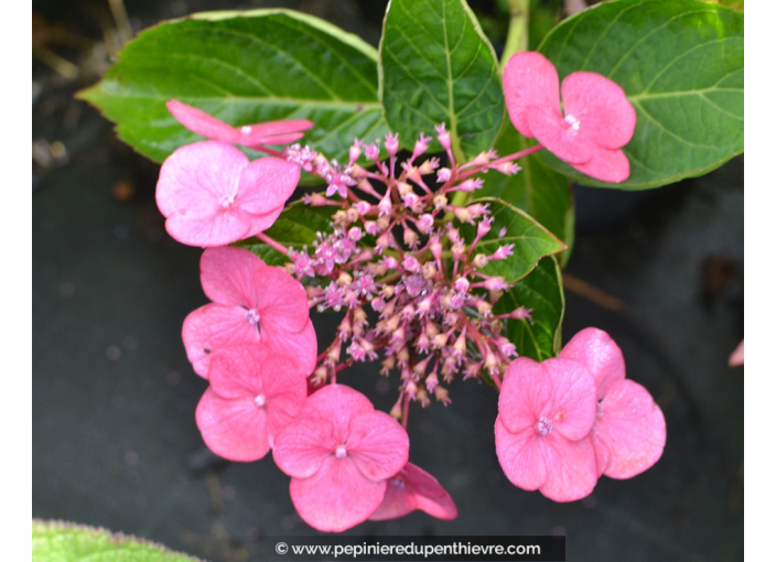 HYDRANGEA macrophylla 'Mousmee'