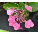 HYDRANGEA macrophylla 'Mousmee'