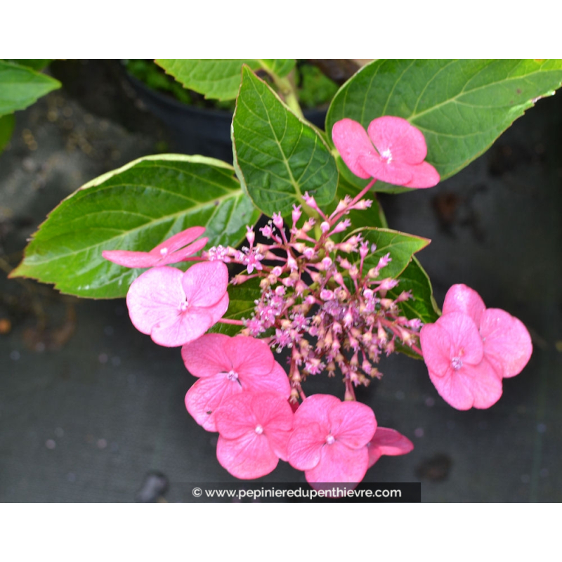 HYDRANGEA macrophylla 'Mousmee'