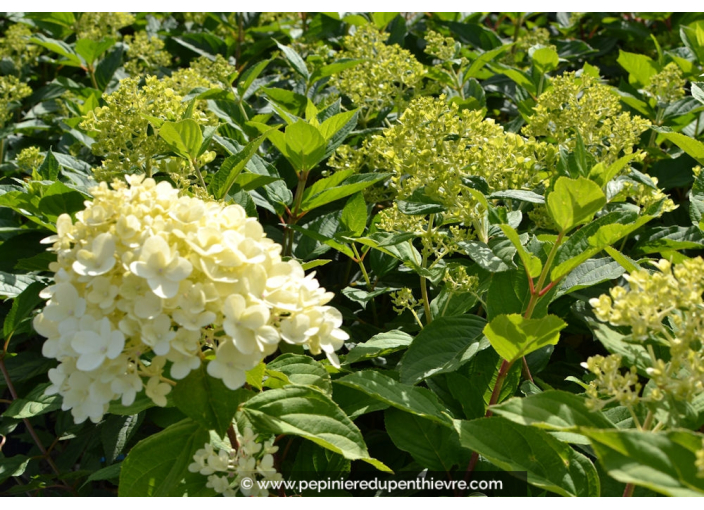 HYDRANGEA paniculata 'Limelight'