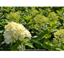 HYDRANGEA paniculata 'Limelight'