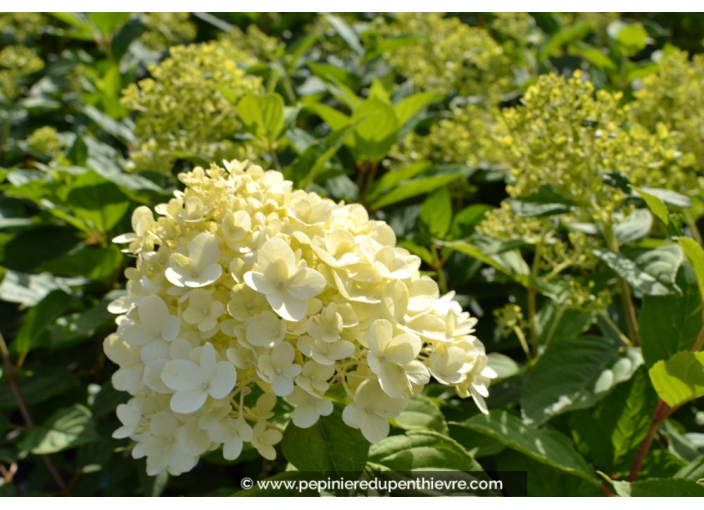 HYDRANGEA paniculata 'Limelight'
