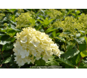 HYDRANGEA paniculata 'Limelight'