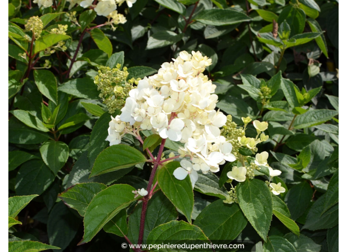 HYDRANGEA paniculata Vanille Fraise© HYDRANGEA paniculata Vanille Fraise©