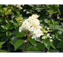 HYDRANGEA paniculata Vanille Fraise© HYDRANGEA paniculata Vanille Fraise©