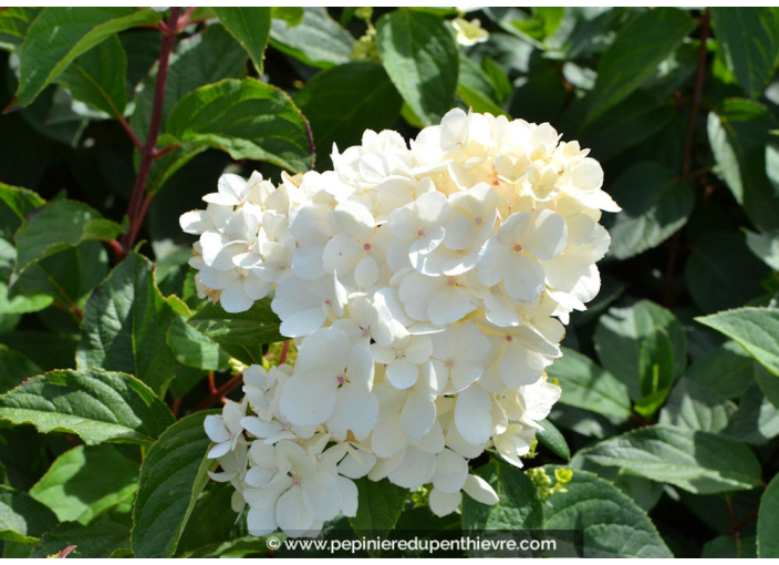 HYDRANGEA paniculata Vanille Fraise© HYDRANGEA paniculata Vanille Fraise©