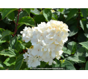 HYDRANGEA paniculata Vanille Fraise© HYDRANGEA paniculata Vanille Fraise©