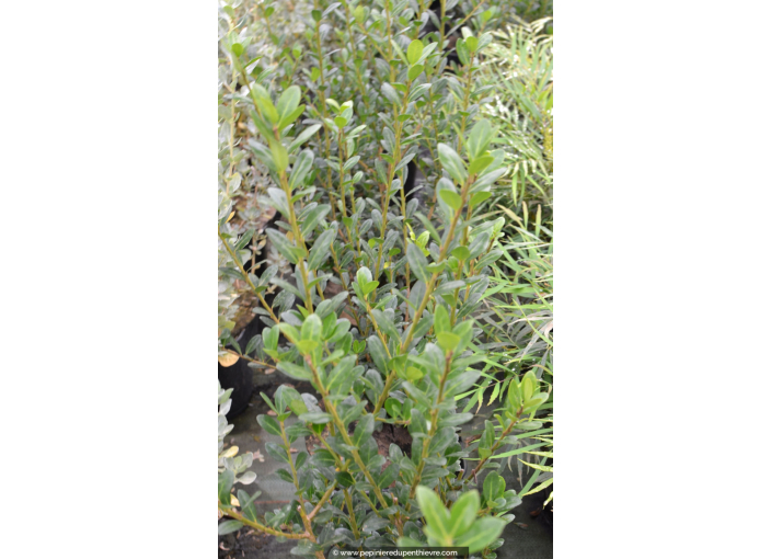 ILEX crenata 'Caroline Upright'
