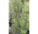 ILEX crenata 'Caroline Upright'