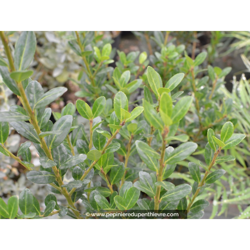 ILEX crenata 'Caroline Upright'