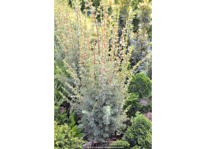 JUNIPERUS communis 'Sentinel'