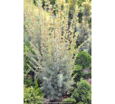 JUNIPERUS communis 'Sentinel'