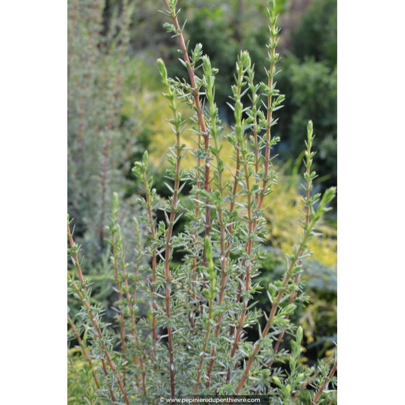 JUNIPERUS communis 'Sentinel'