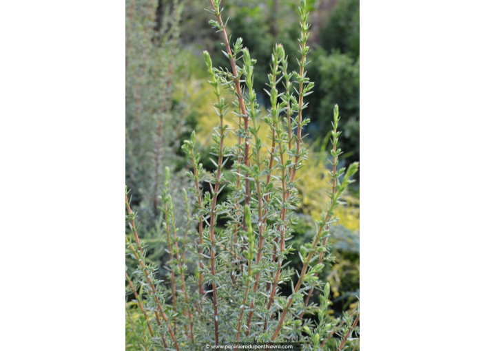 JUNIPERUS communis 'Sentinel'