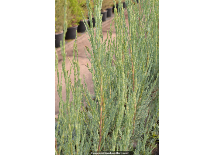 JUNIPERUS scopulorum 'Skyrocket' JUNIPERUS scopulorum 'Skyrocket'