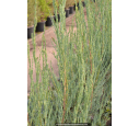 JUNIPERUS scopulorum 'Skyrocket' JUNIPERUS scopulorum 'Skyrocket'