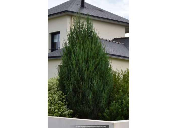 JUNIPERUS scopulorum 'Skyrocket'