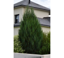 JUNIPERUS scopulorum 'Skyrocket' JUNIPERUS scopulorum 'Skyrocket'