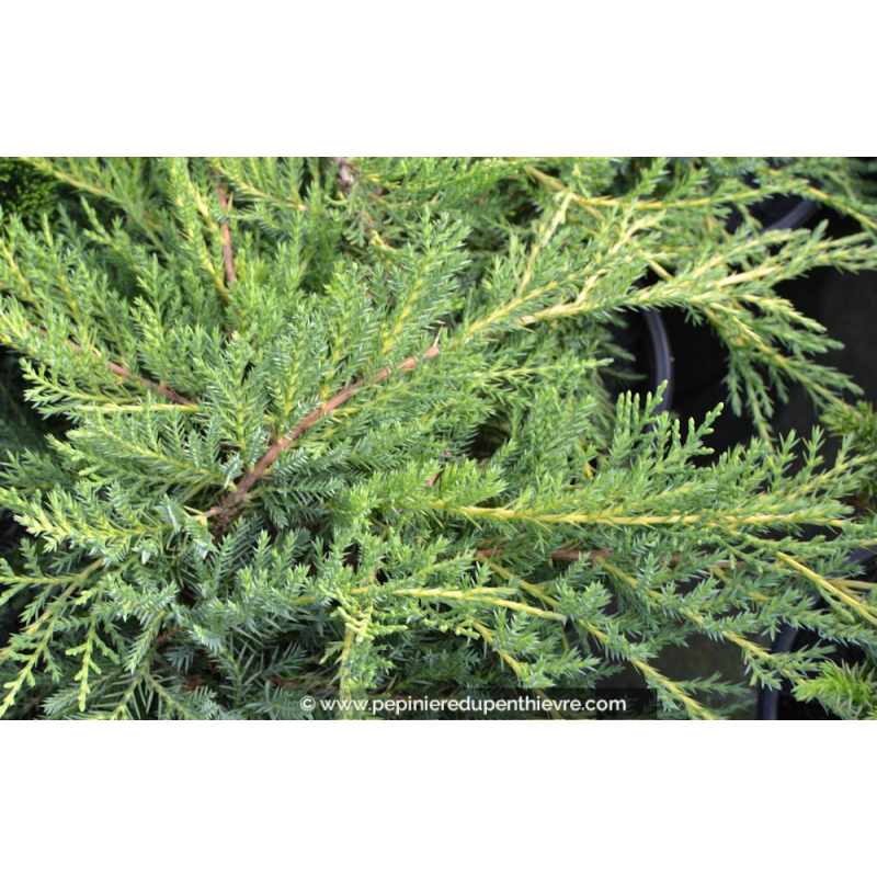 JUNIPERUS X media 'Pfitzeriana Aurea'