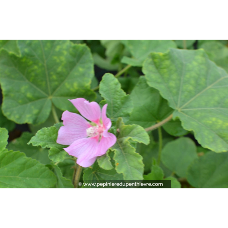 LAVATERA thuringiaca 'Barnsley Baby'