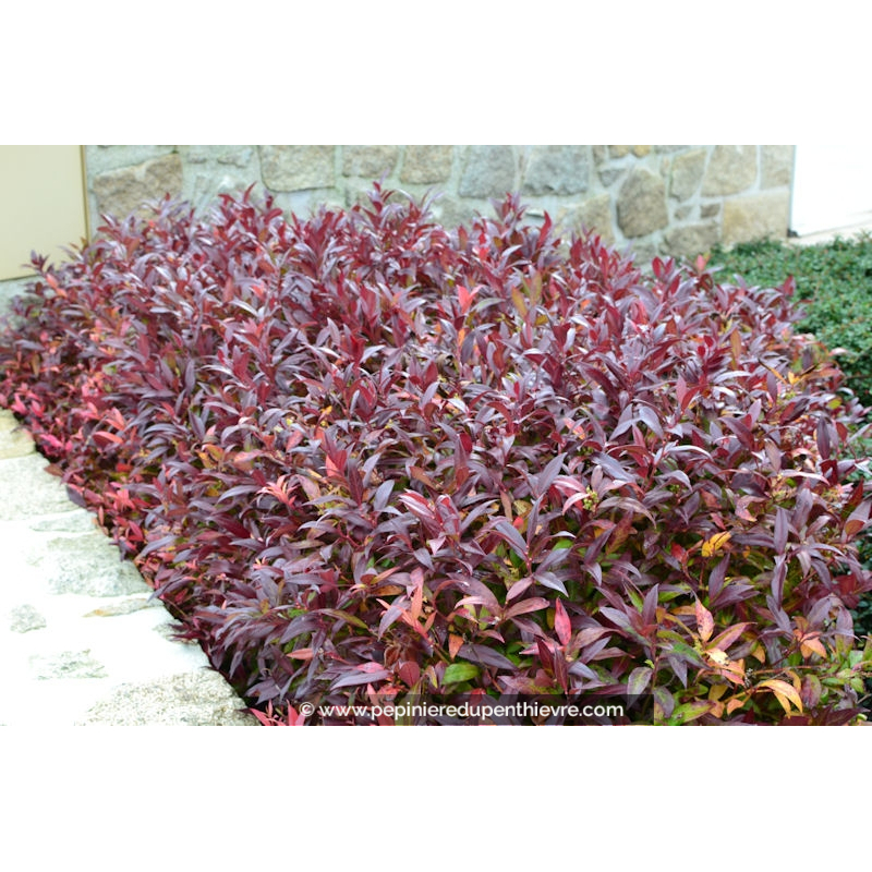 LEUCOTHOE walteri 'Scarletta'