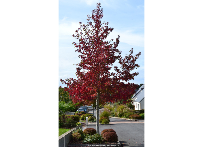 LIQUIDAMBAR styraciflua 'Worplesdon' LIQUIDAMBAR styraciflua 'Worplesdon'