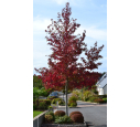 LIQUIDAMBAR styraciflua 'Worplesdon' LIQUIDAMBAR styraciflua 'Worplesdon'