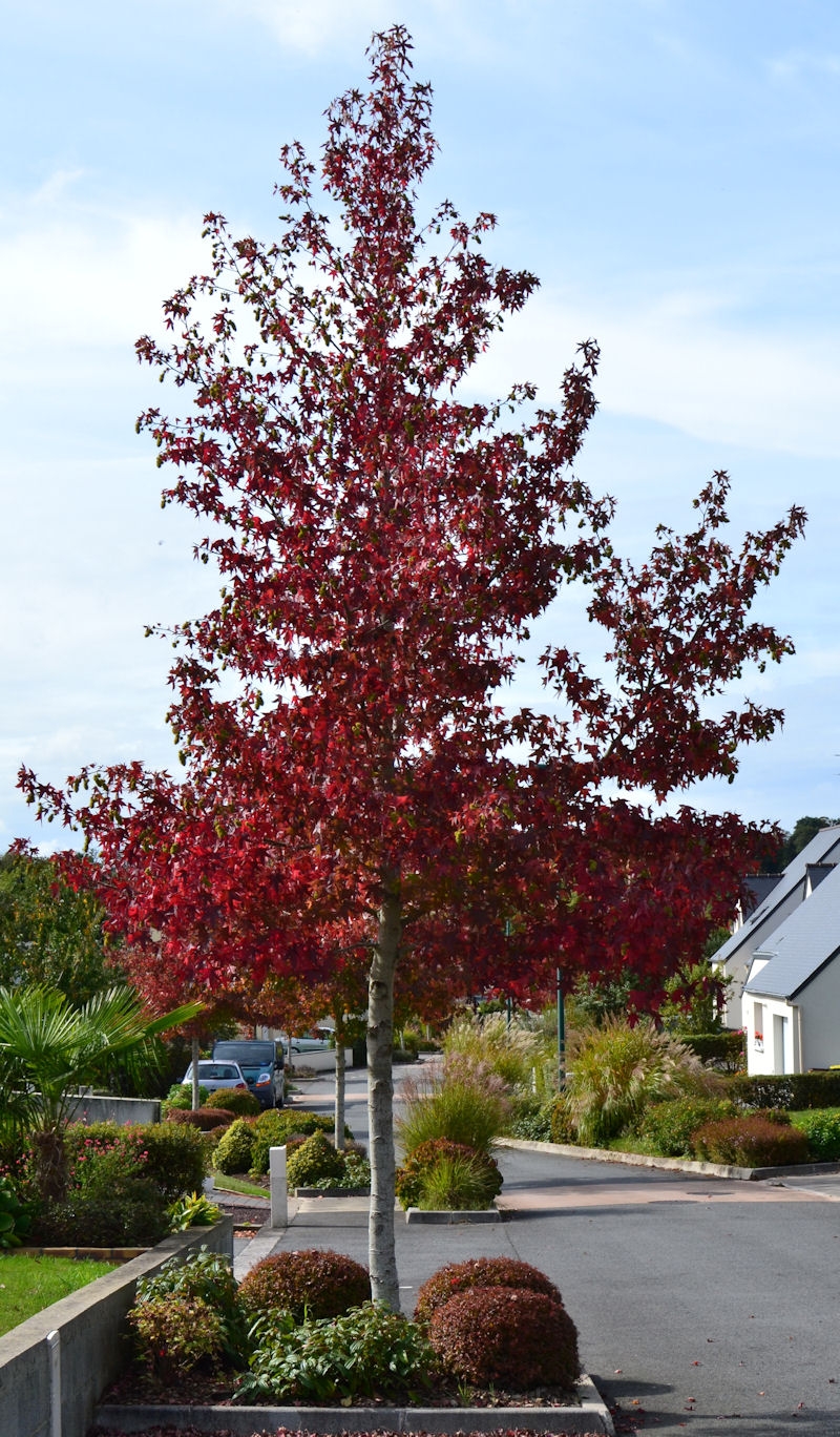 Liquidambar styraciflua ‘Worplesdon’, Copalme Pépinière du Penthièvre