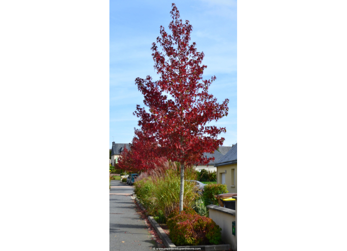 LIQUIDAMBAR styraciflua 'Worplesdon' LIQUIDAMBAR styraciflua 'Worplesdon'